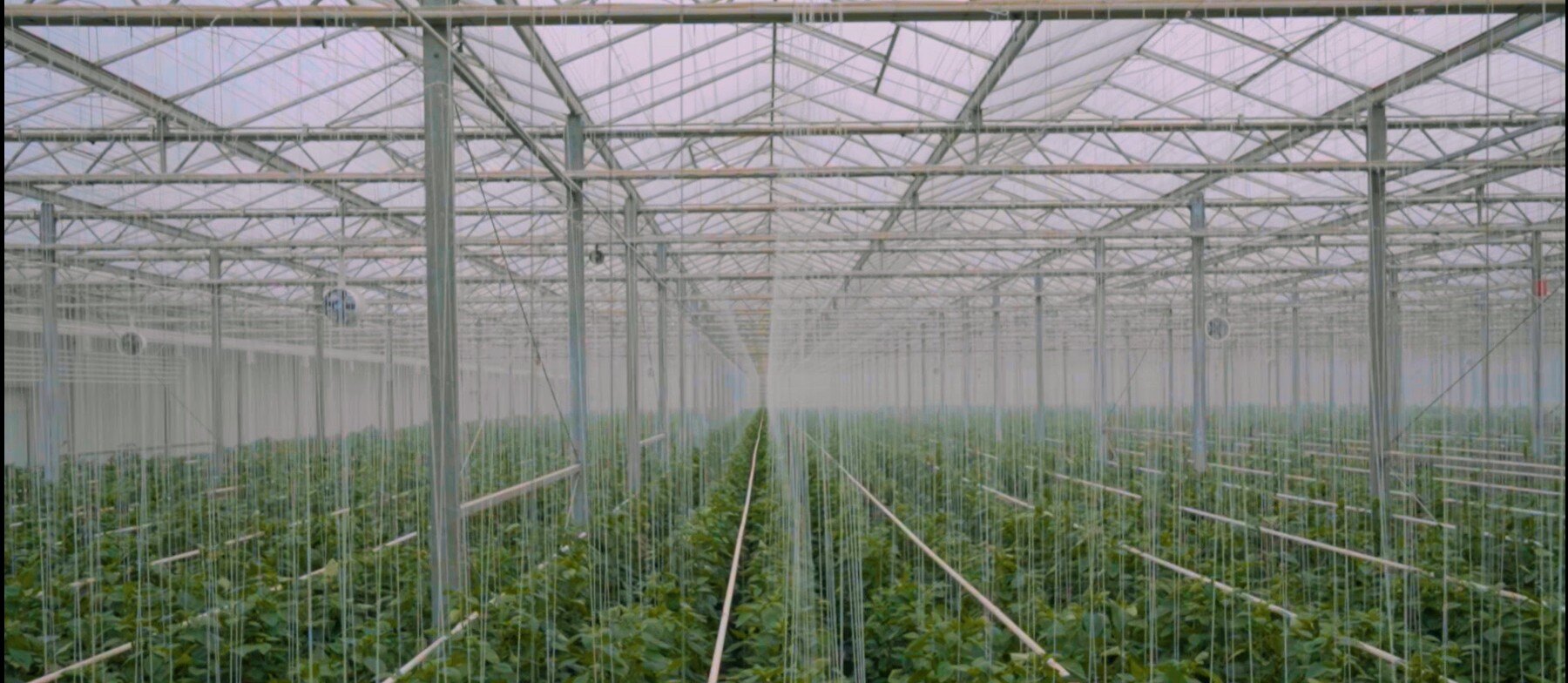 Hydroponics 